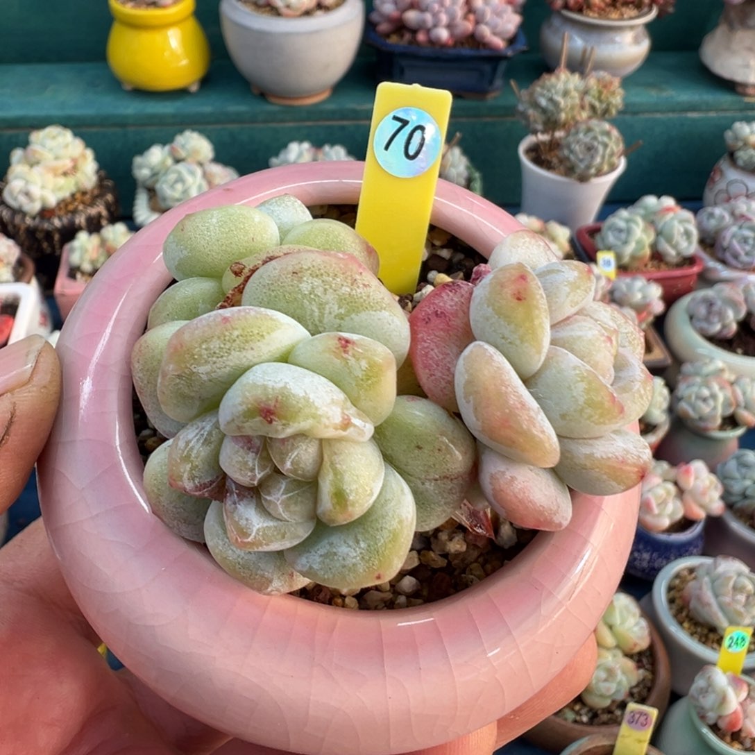 70号冰玉石化老桩带盆土