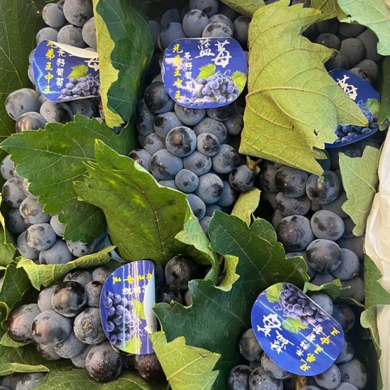 蓝莓葡萄（2斤）山东省