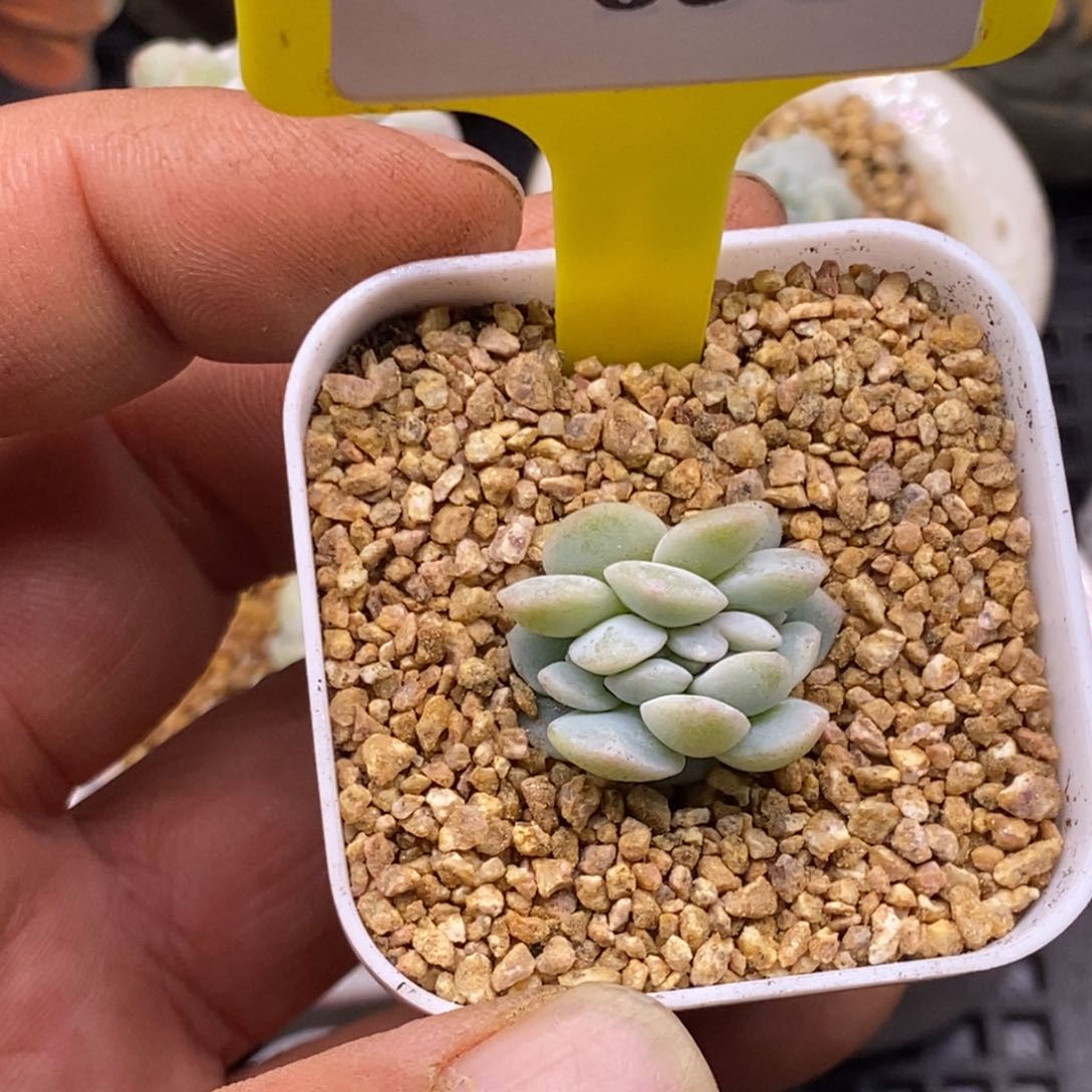 七*琪669冰玉缀多肉植物……