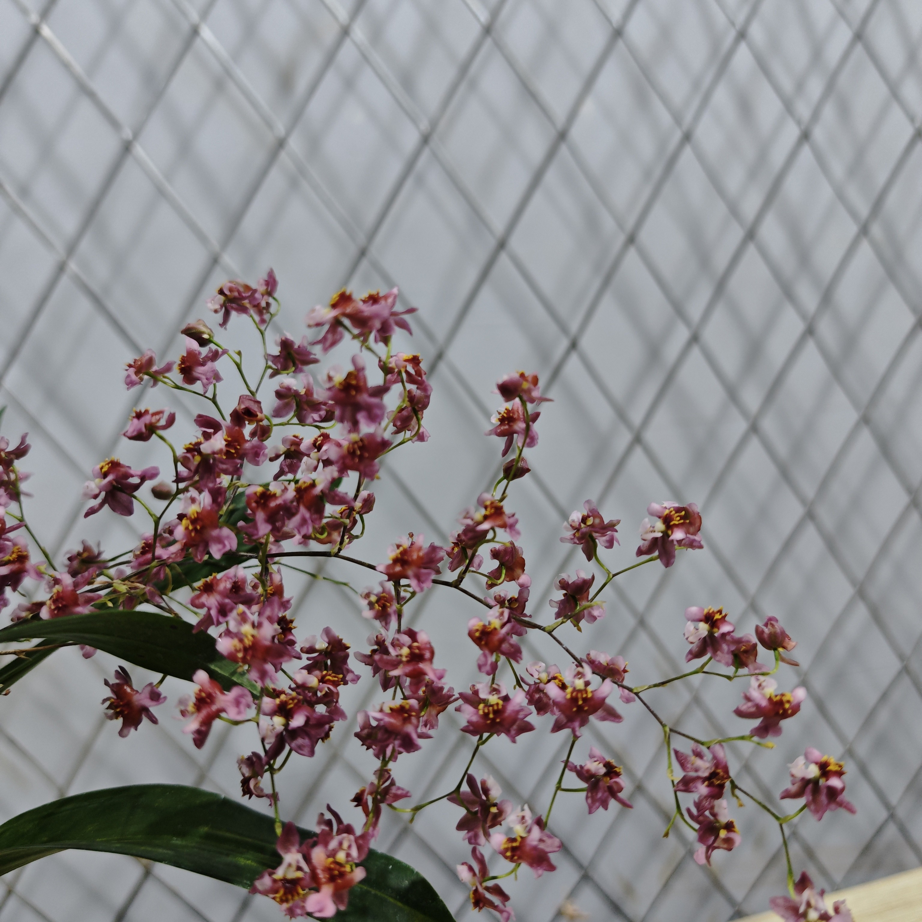 光华梦香兰，露天苗叶片微黄好养活！