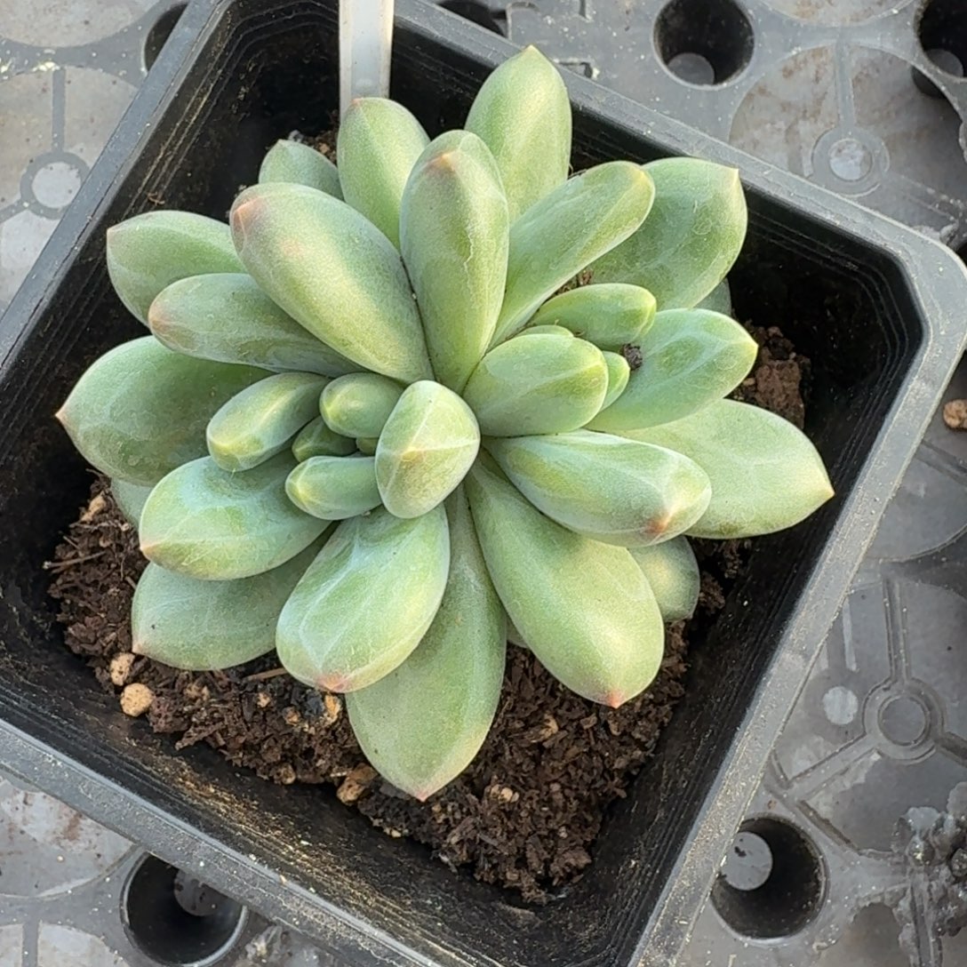 冰墩墩一物一拍672