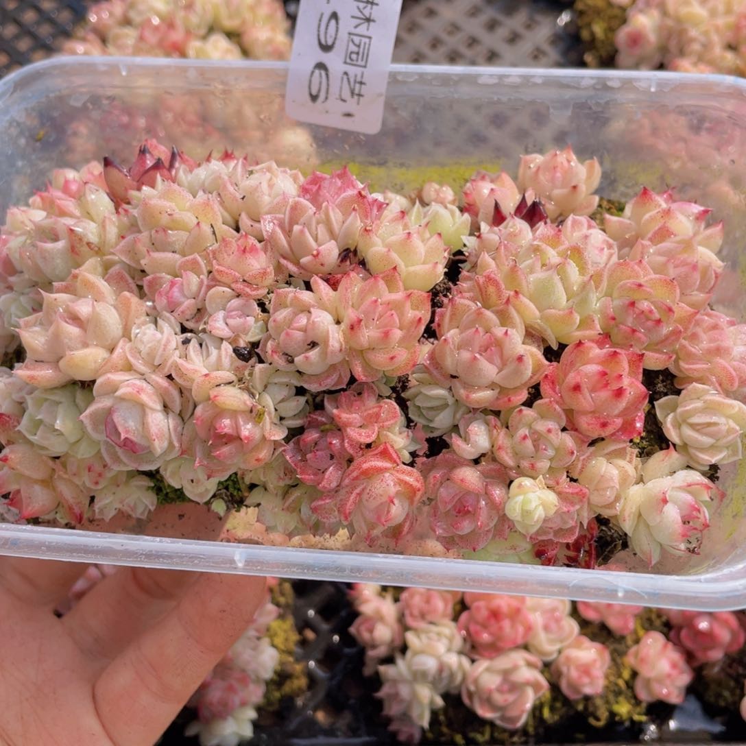 多肉植物多肉植物496