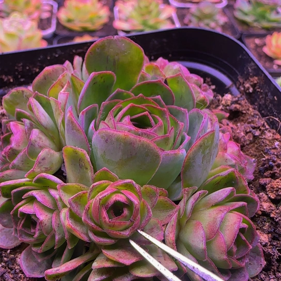 孤品侧芽1343467576767