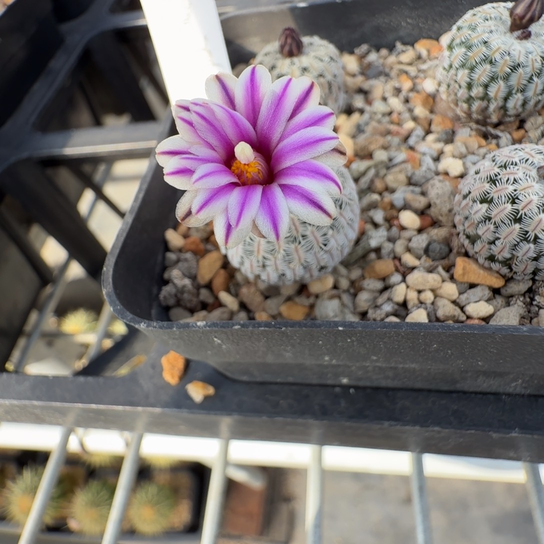 波***糖花花花花花花花一颗