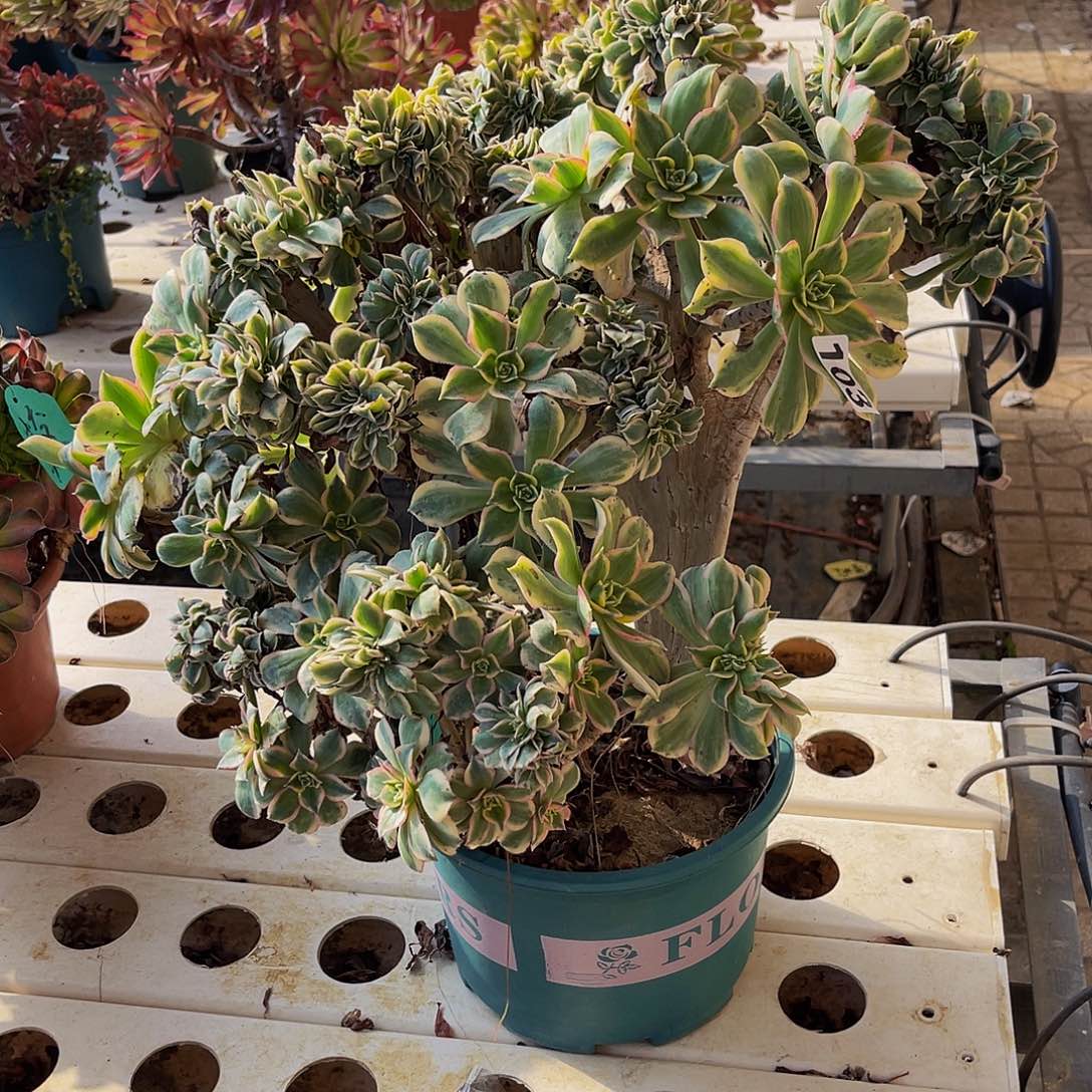 法师法师7/-13包邮法师