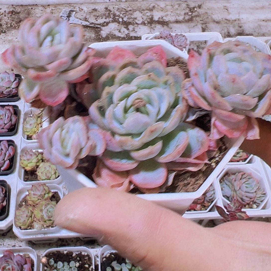 冰片锦19包邮多肉植物