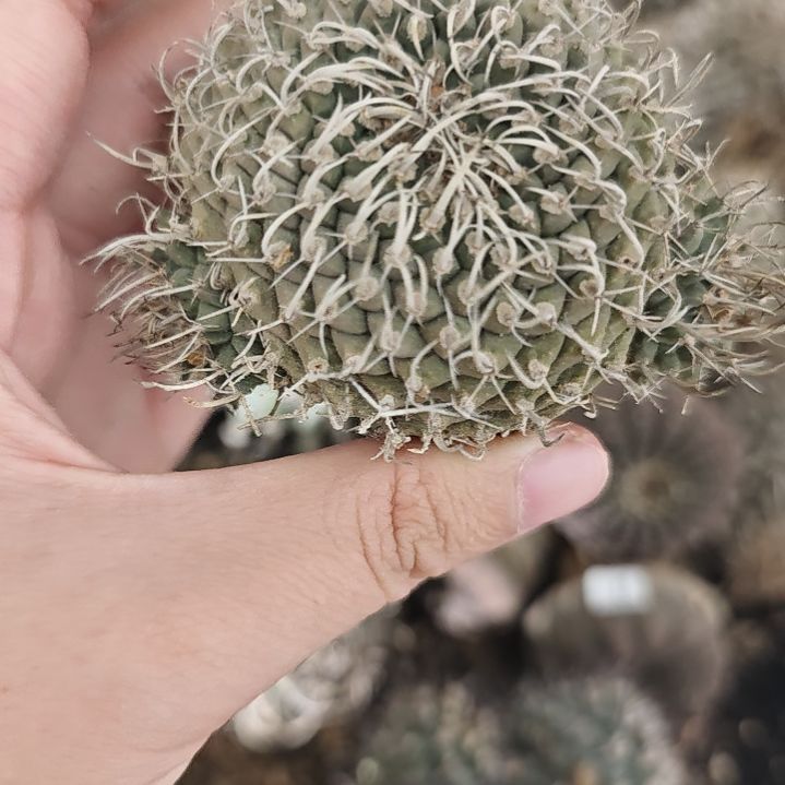 一物一拍，欧输产地实生娇丽！