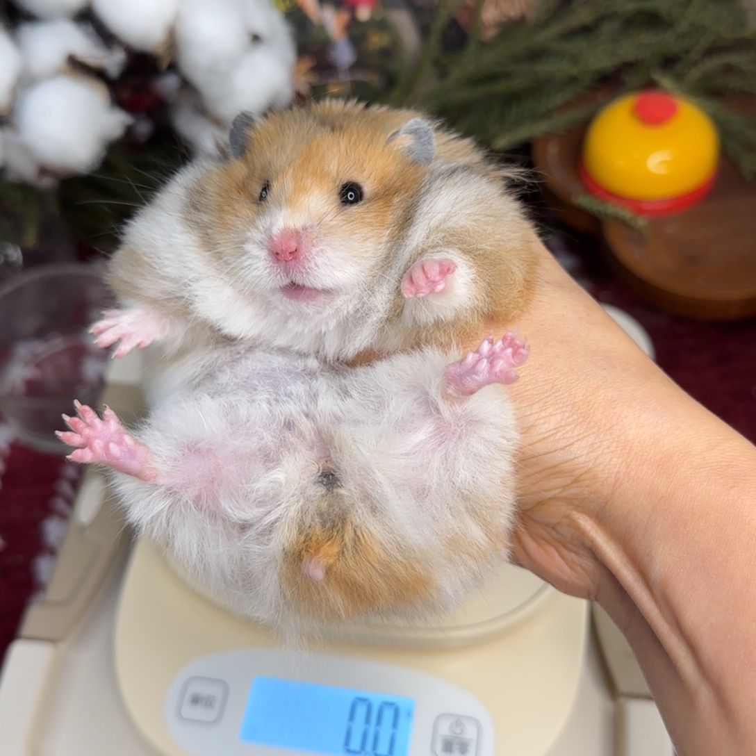 火波妹妹172g6个月