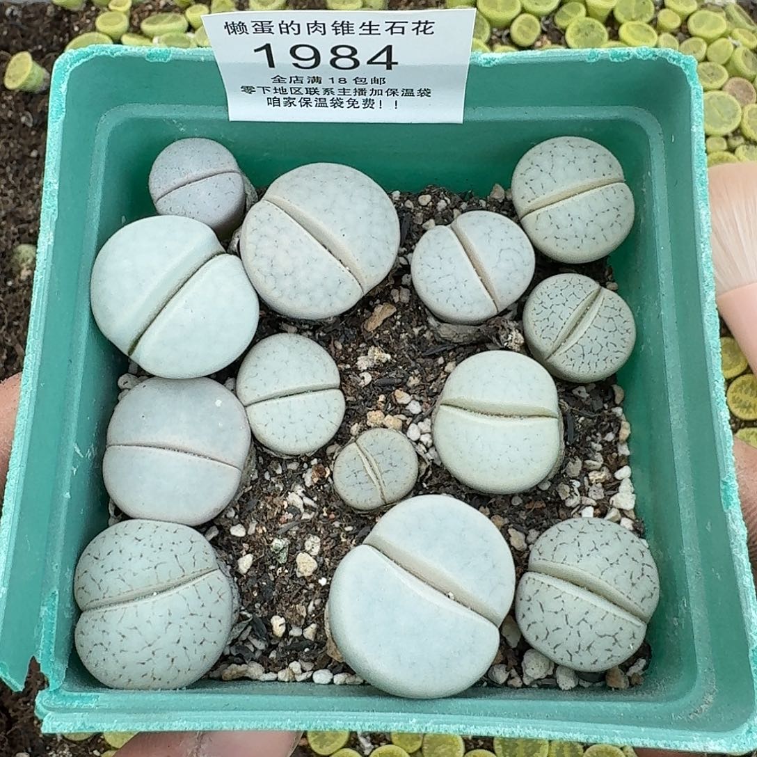 1984 哈哈哈哈哈哈哈