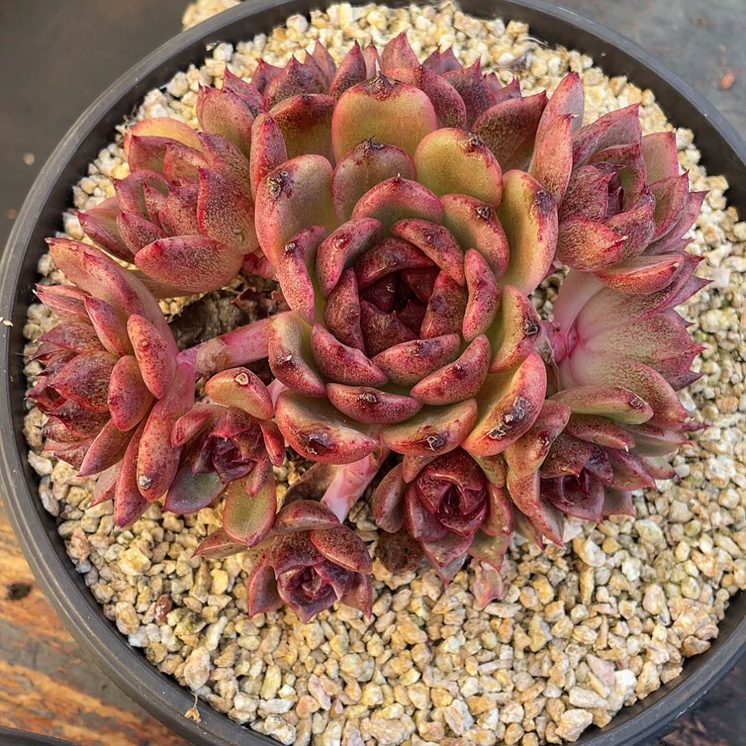 多肉植物一物一拍