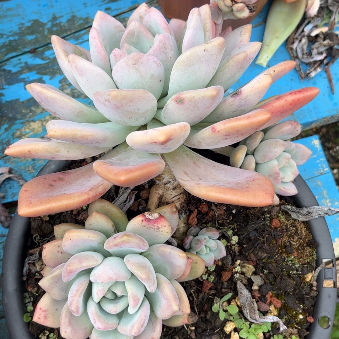 新疆西藏内蒙不包邮，奥普