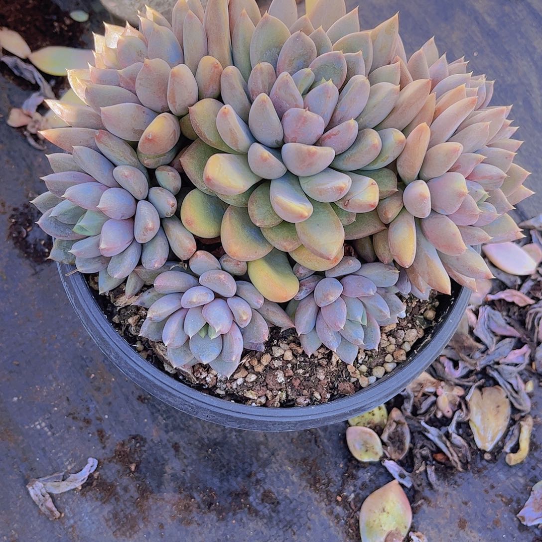 H****象牙Ａ８８３号一颗一物一拍