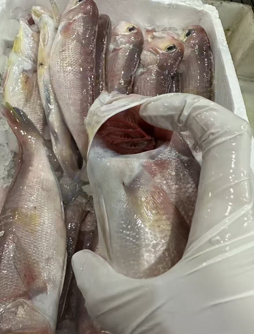 【东海新鲜斧头鱼4斤】野生海捕宝宝辅食顺丰冷链包邮