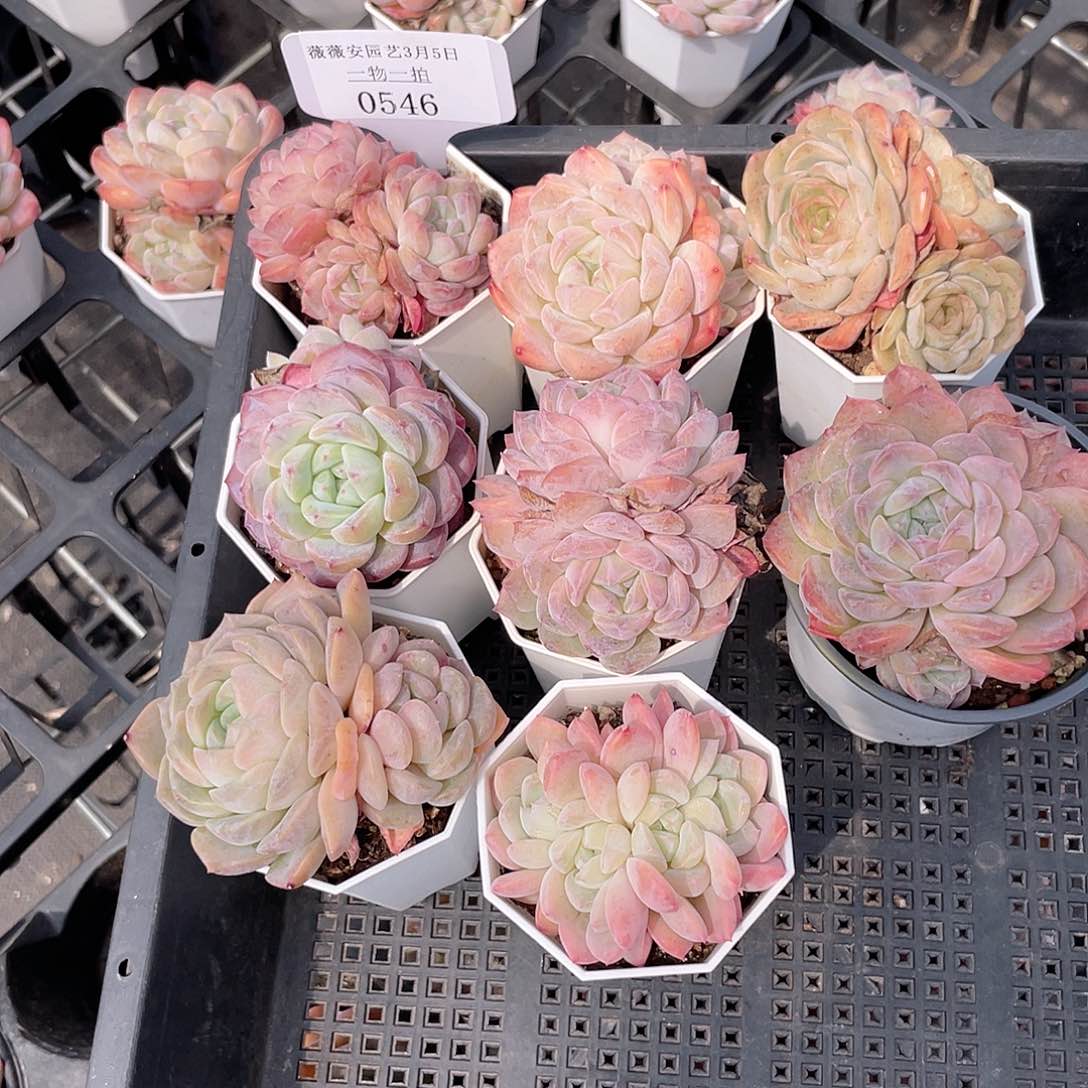 薇薇安园艺多肉0546