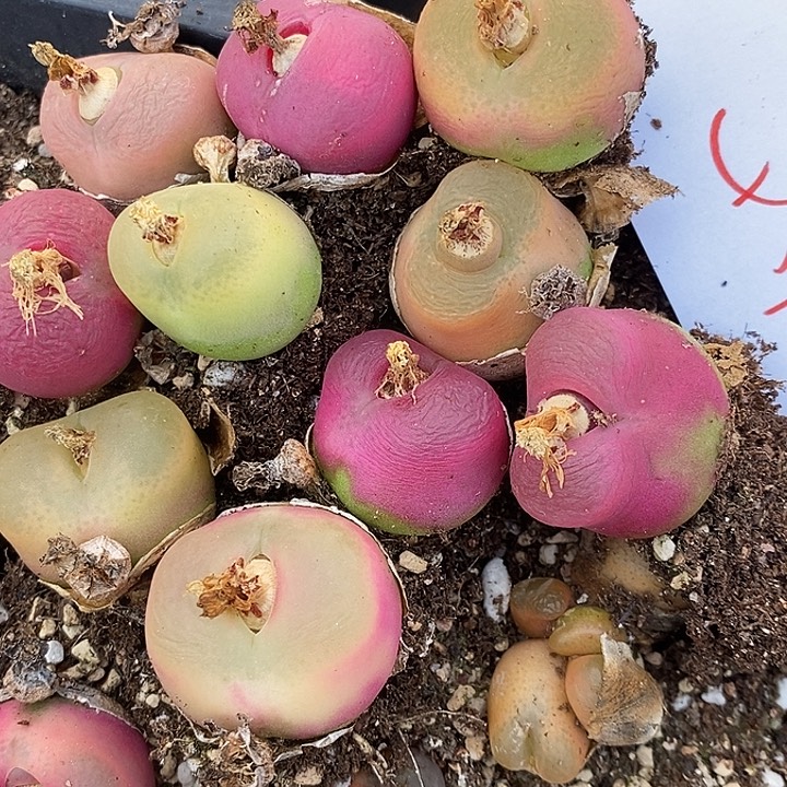 540母本彩蟠桃一组。      