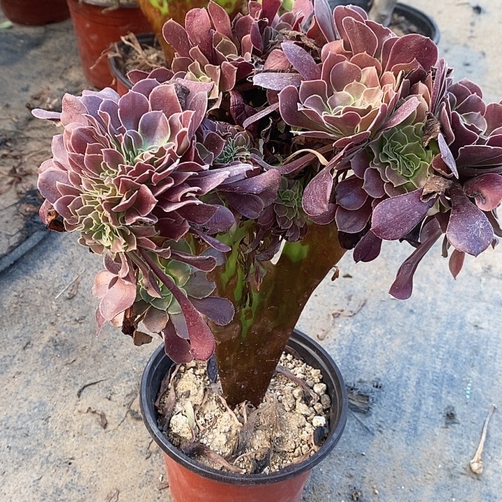 欧紫缀127多肉植物法师法师