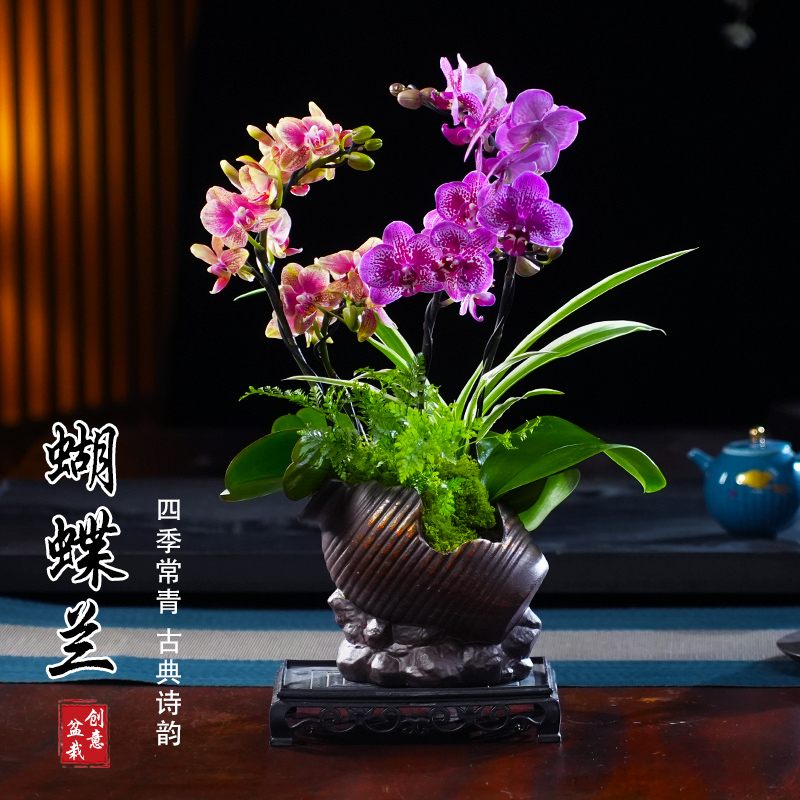 蝴蝶兰盆栽四季常青花卉茶桌面净化空气花办公室内绿植物花开