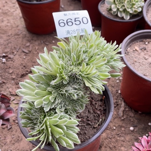 碧浪多肉多肉6650