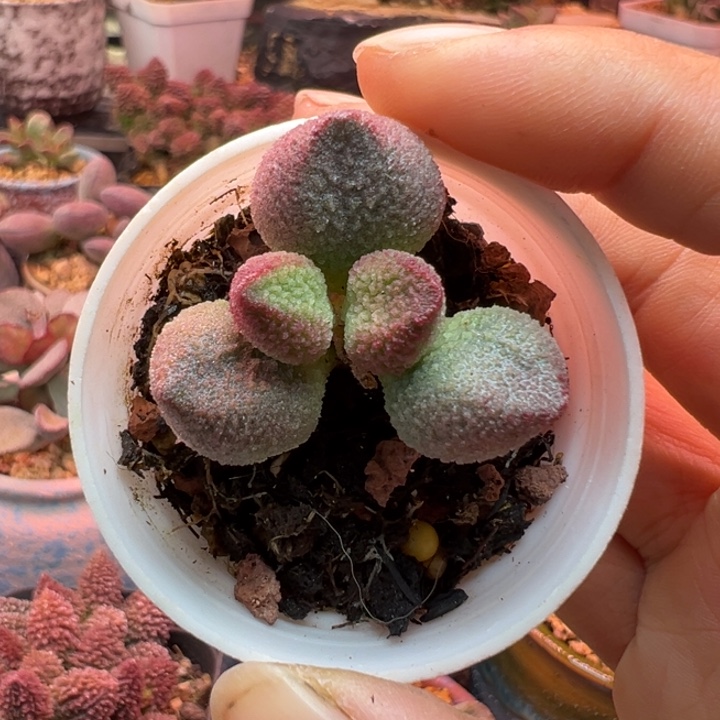 一物一拍，感谢支持