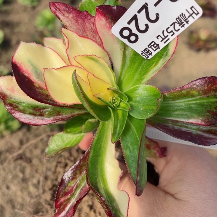 228魅影七彩不包掉头12345678多肉