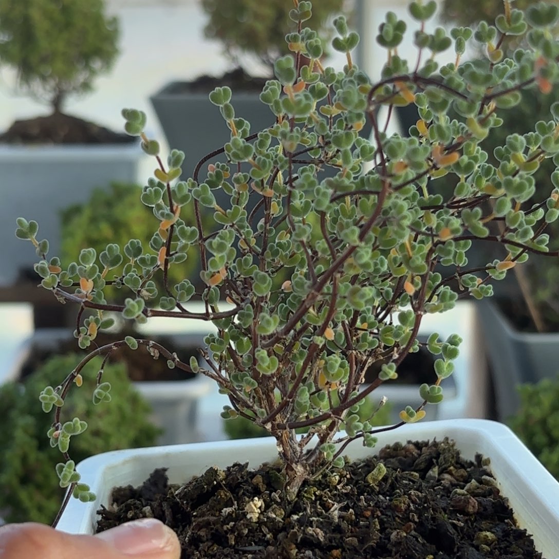 393莱斯枝干番行哦