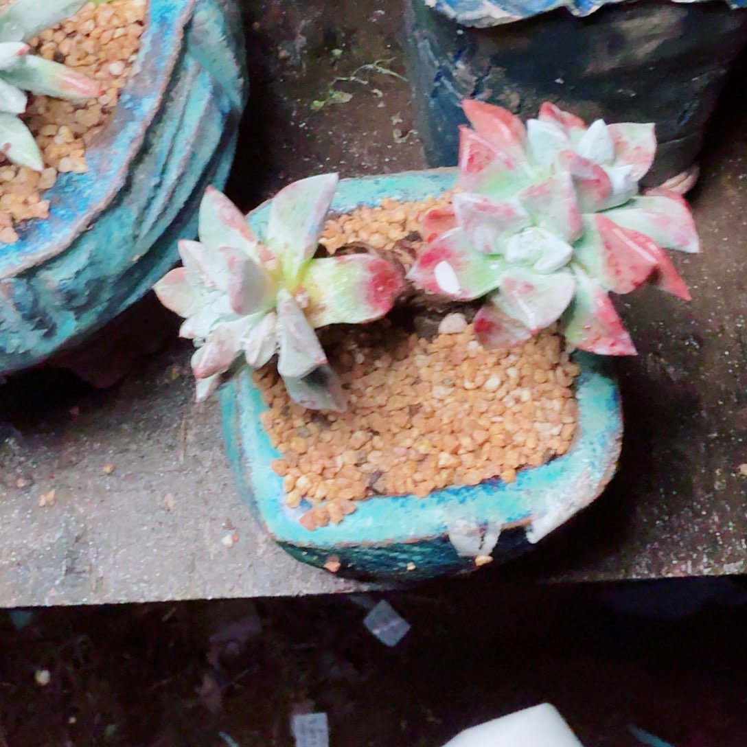 8713法瑞苹果叶多肉