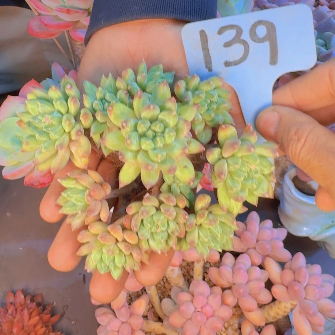 多肉植物和植物等植物为