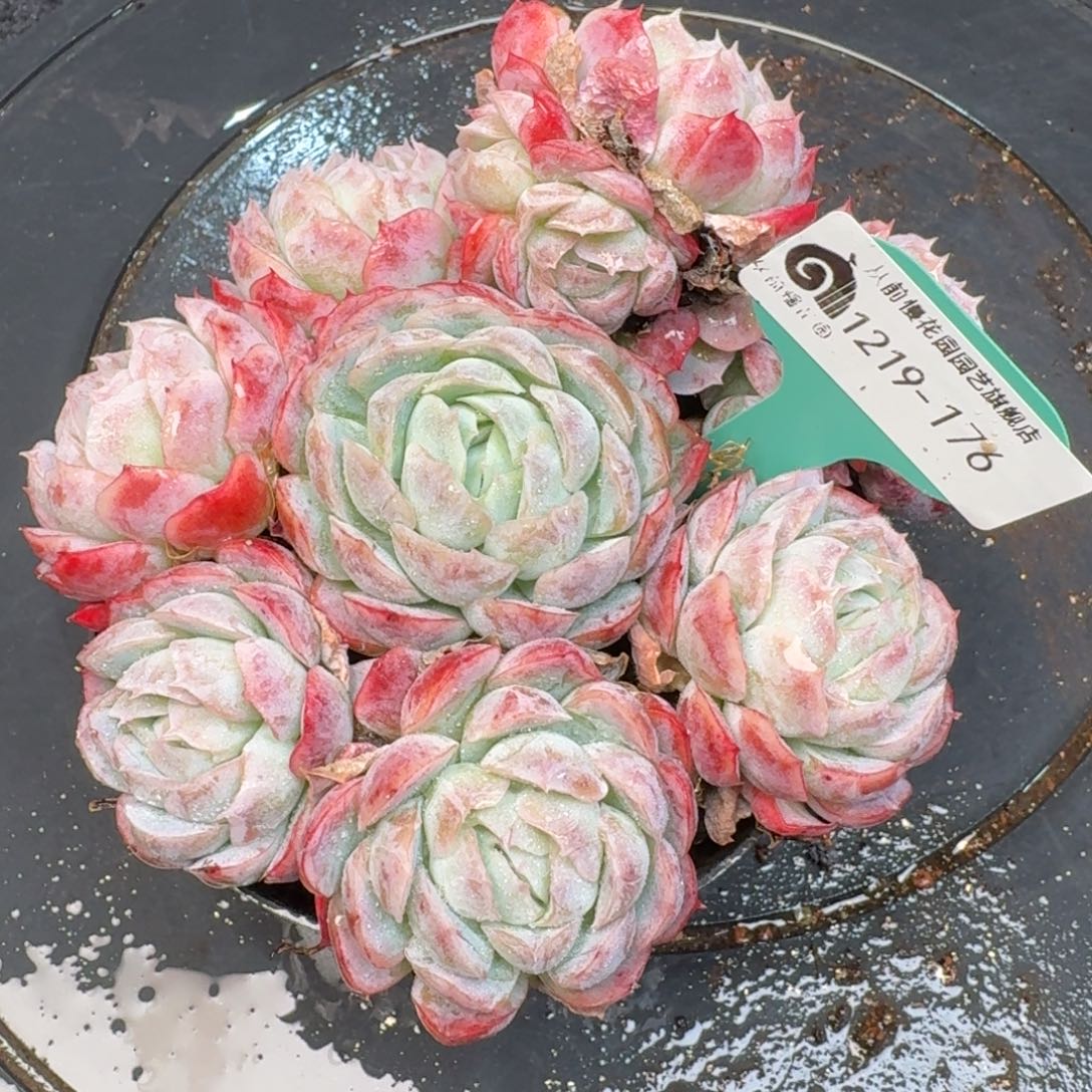 从前慢多肉精选编号1219.176