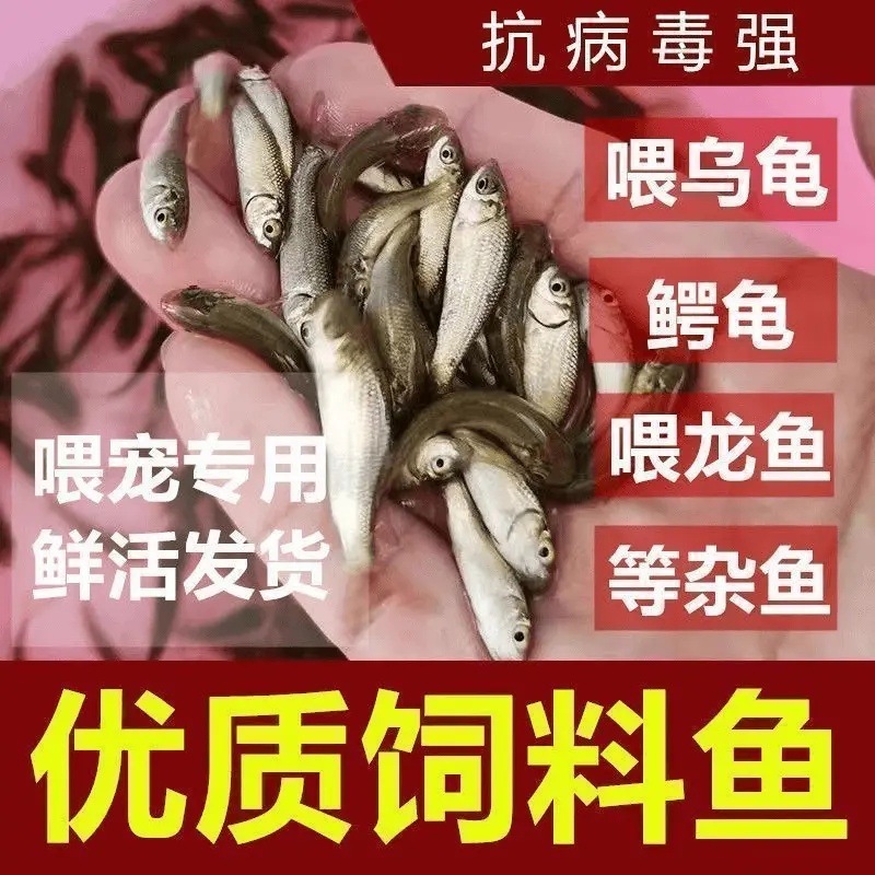 饲料鱼活鱼杂鱼麦穗鱼小鱼银龙鱼饲料开口饲料鱼淡水鱼包邮