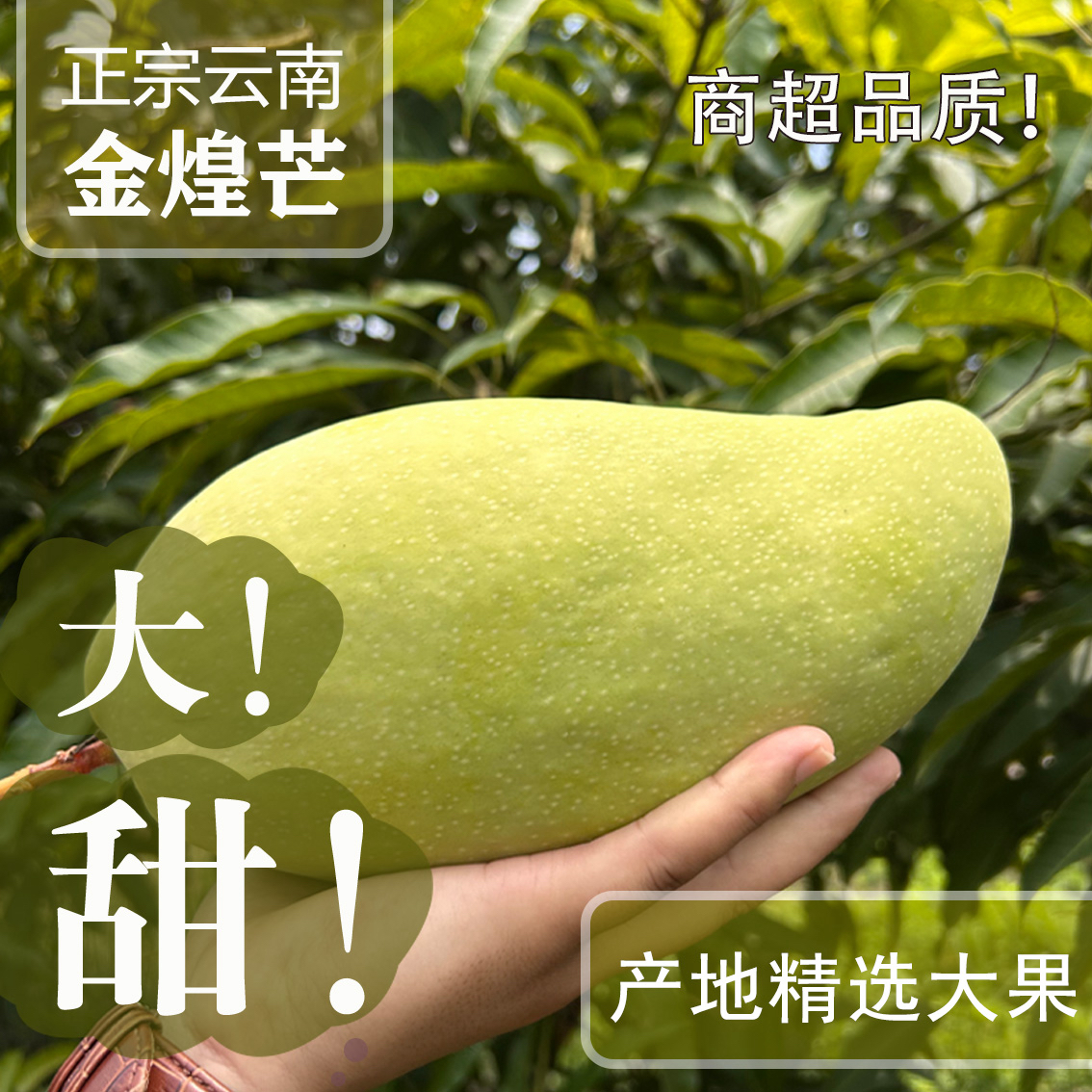 正宗云南审鲜芒果新鲜金煌芒水果当季现摘香甜特大软糯超大水果