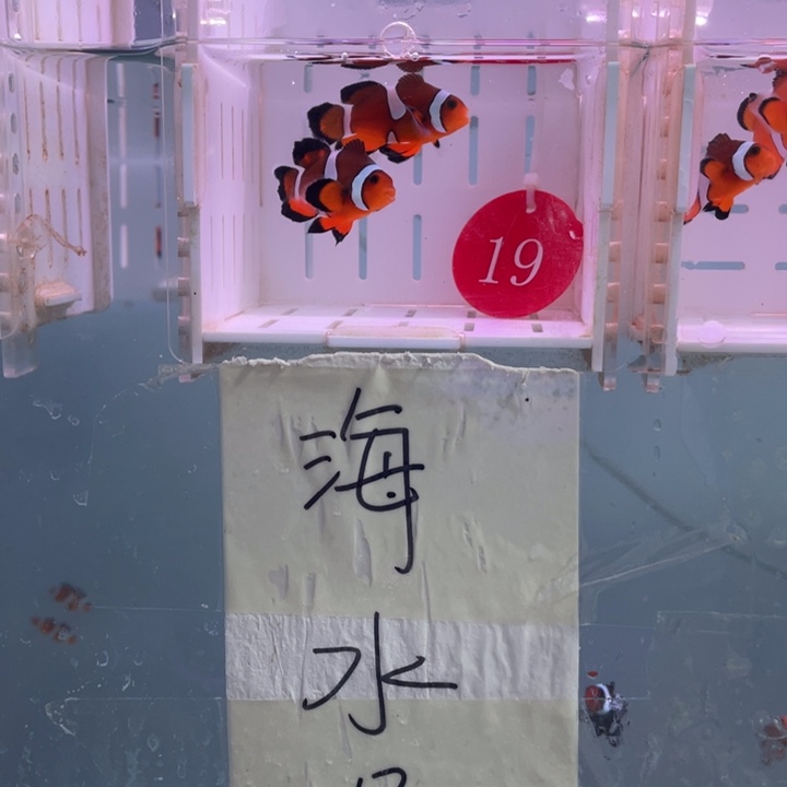 海水鱼缎纹公子礼服4左右