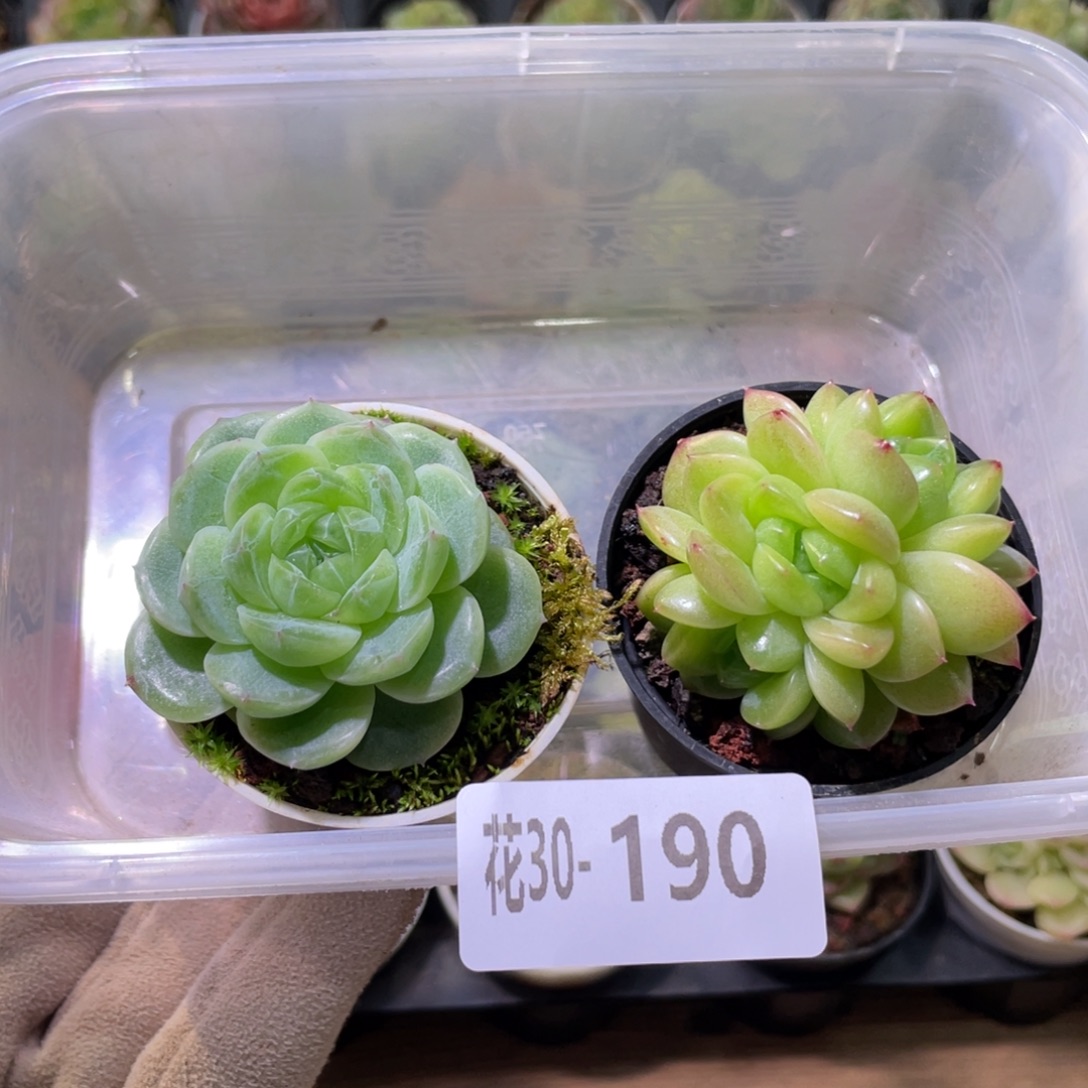 花利美30-190框拍2颗