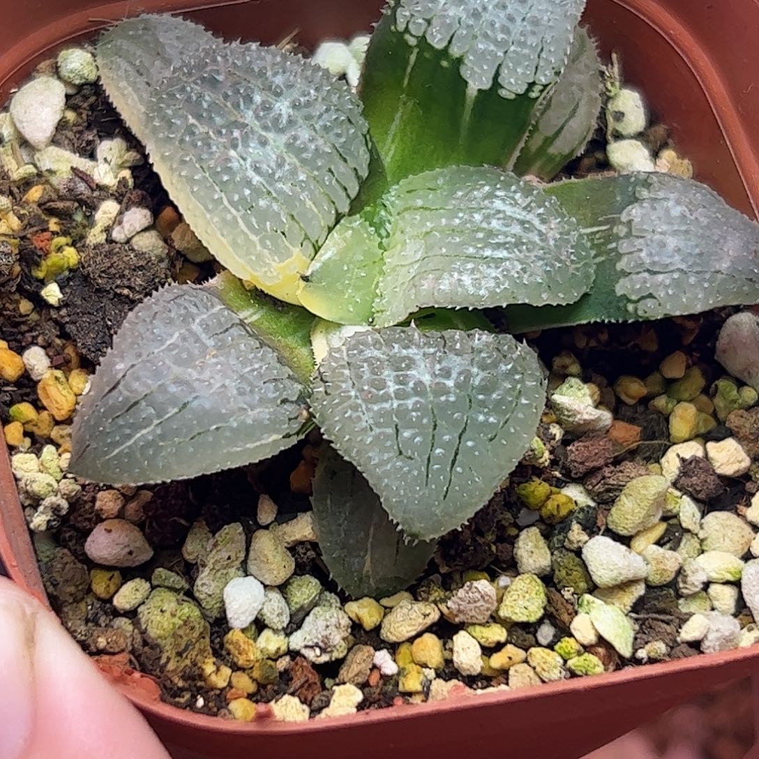 天空之镜锦十二卷多肉