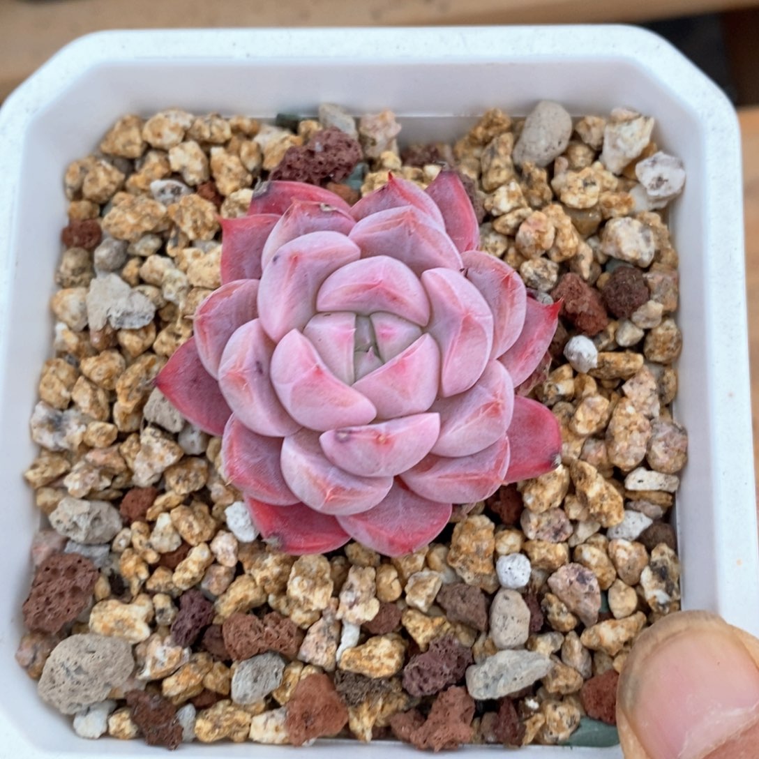 精品多肉一物一柏不包整545