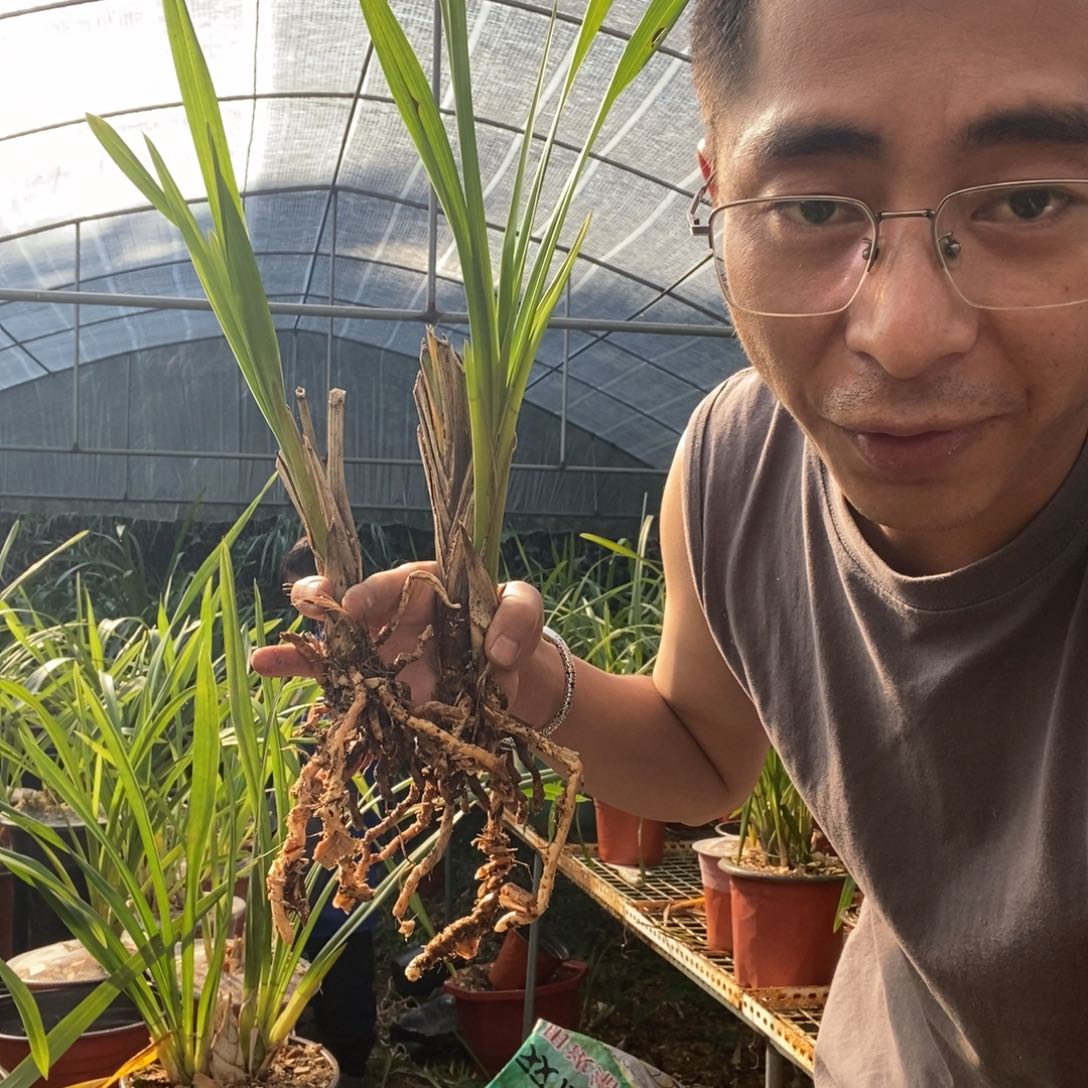 完全开放保山昌宁兰