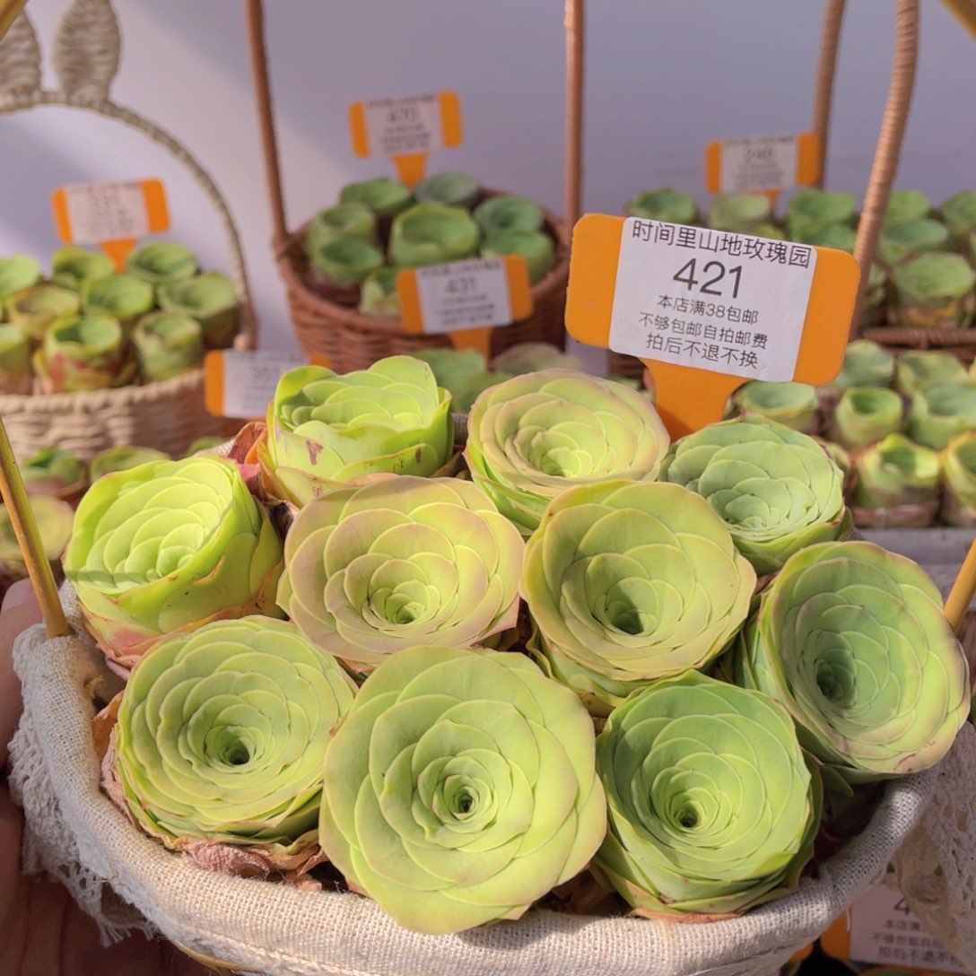 花篮组合421一物一拍