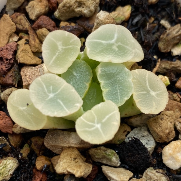 特价白锦万象锦瓦苇十二卷多肉植物带盆发货Haworthia