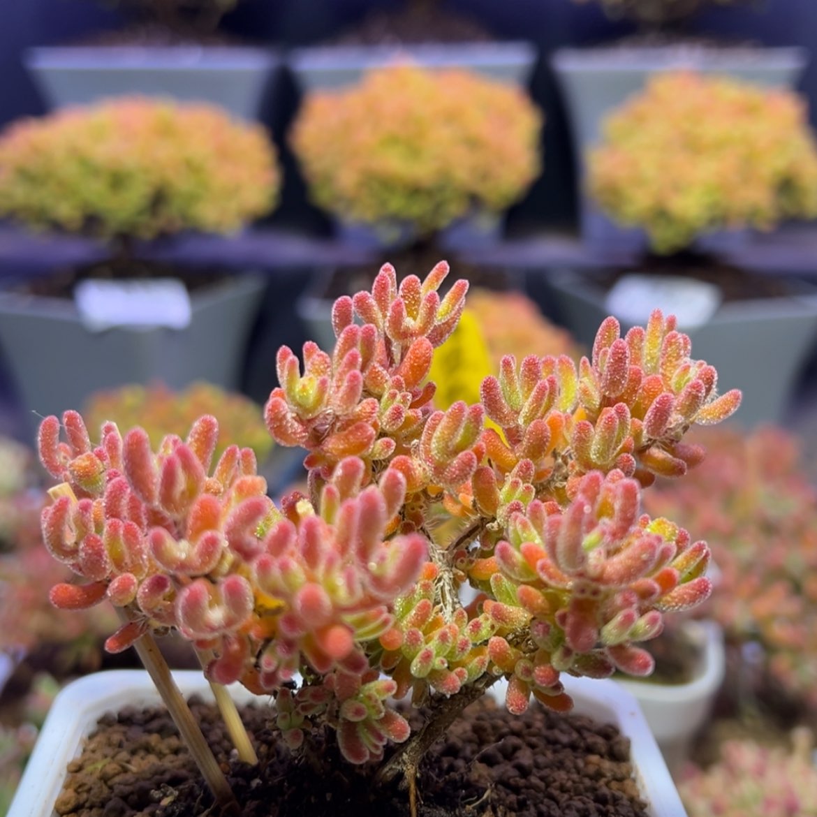 【闪购商品】e673精控冰川枝干番杏