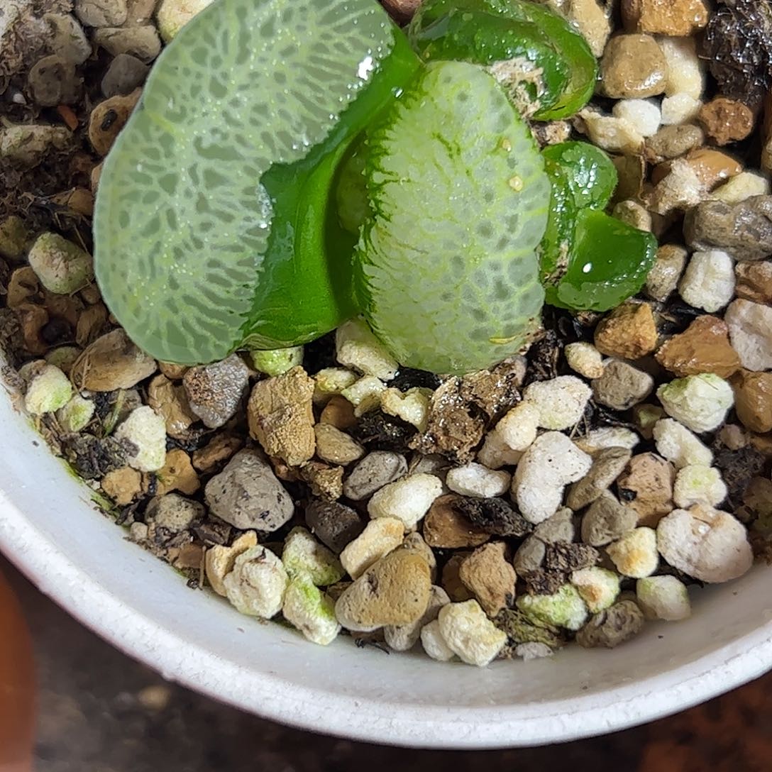 终极蓝十二卷多肉植物园