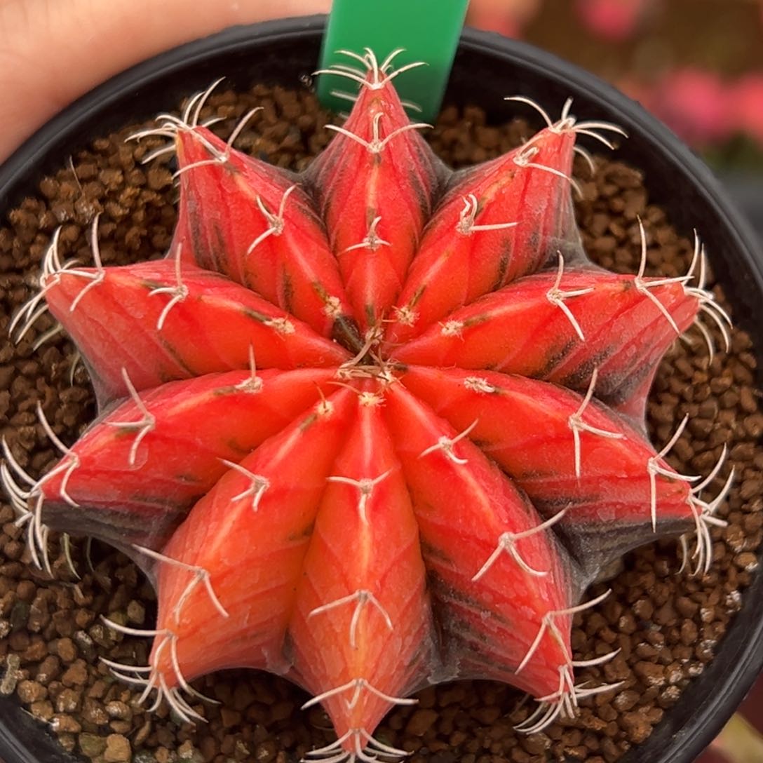 泰系实生肋骨锦208