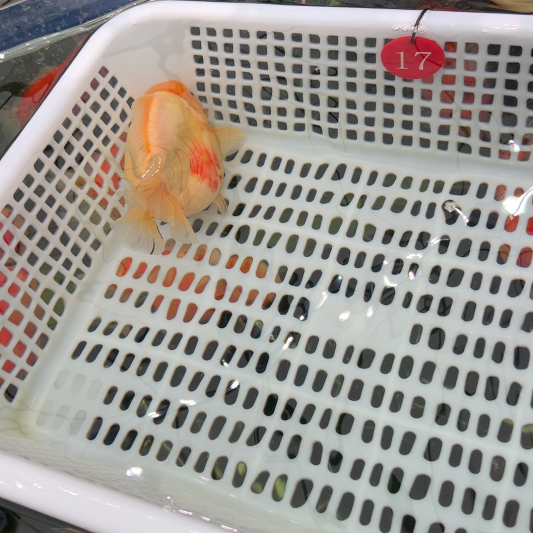 ****z金鱼你好吗我好想你