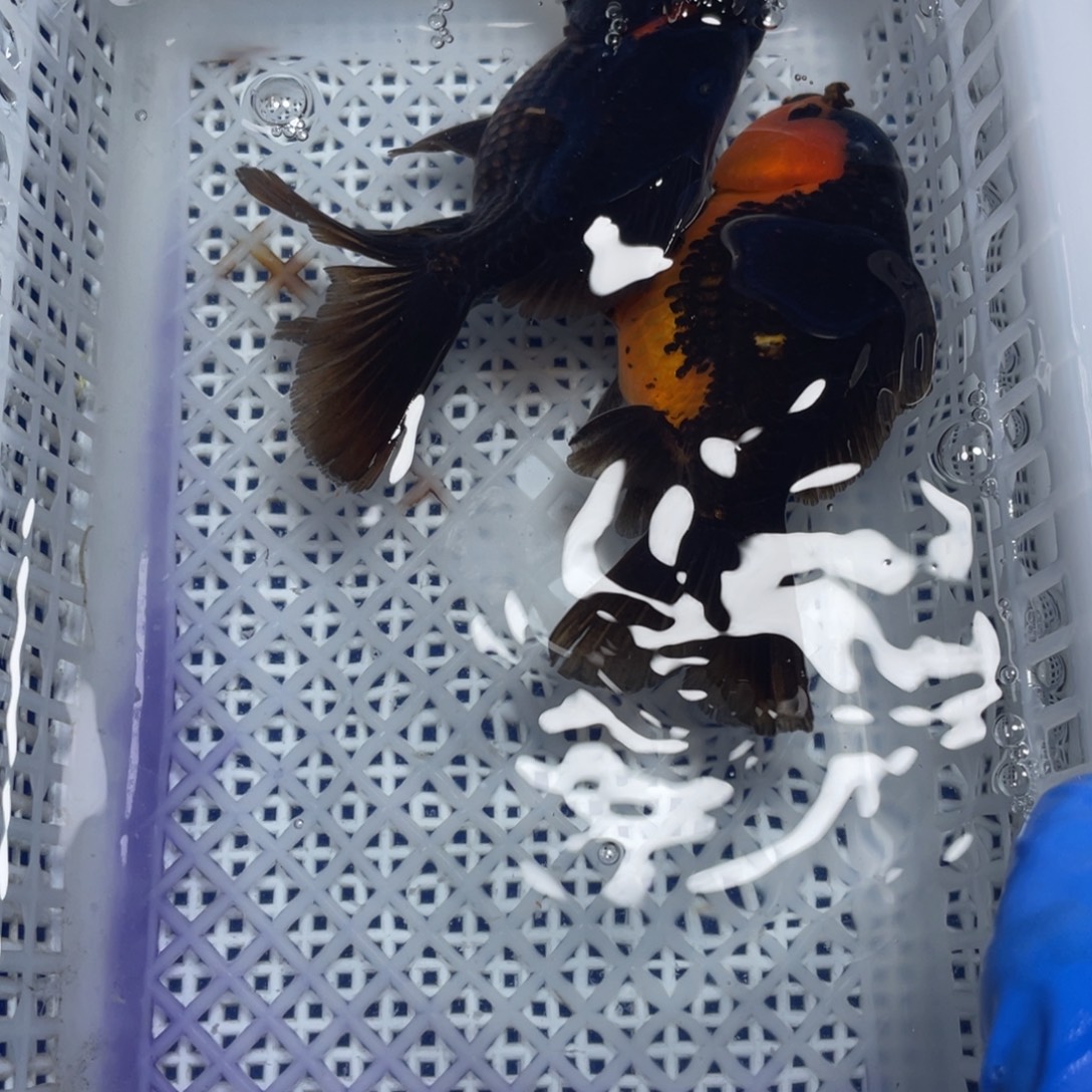 海水鱼花泰狮金鱼51