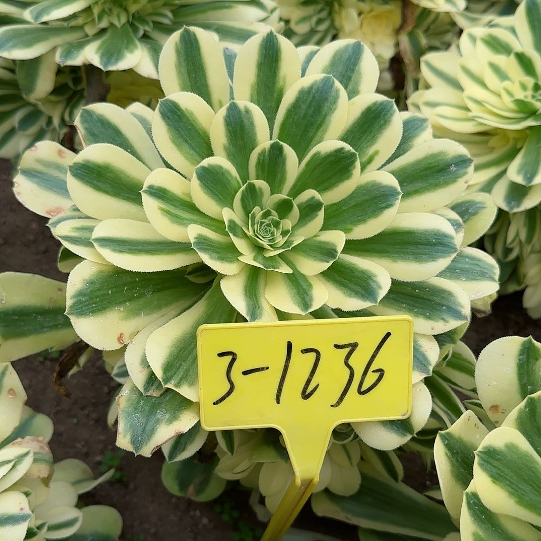 3-1236---多头多肉植物