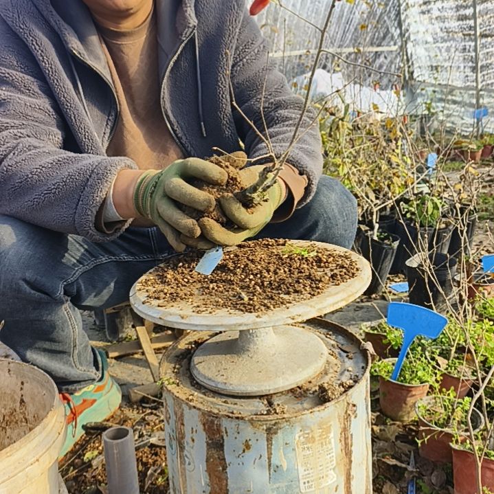 百***一完全开放老鸦柿嫁接苗3