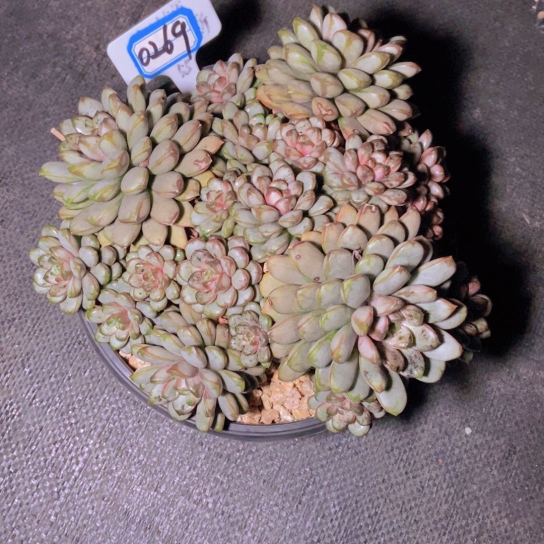 小***，0269葡萄大群一颗