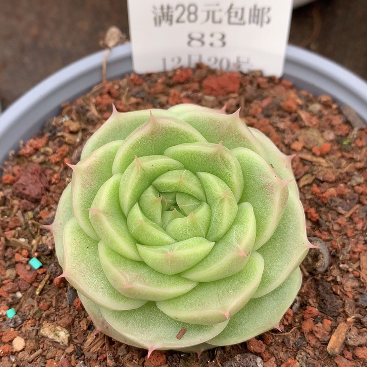 【闪购商品】云83号珍妮麦秆5厘米