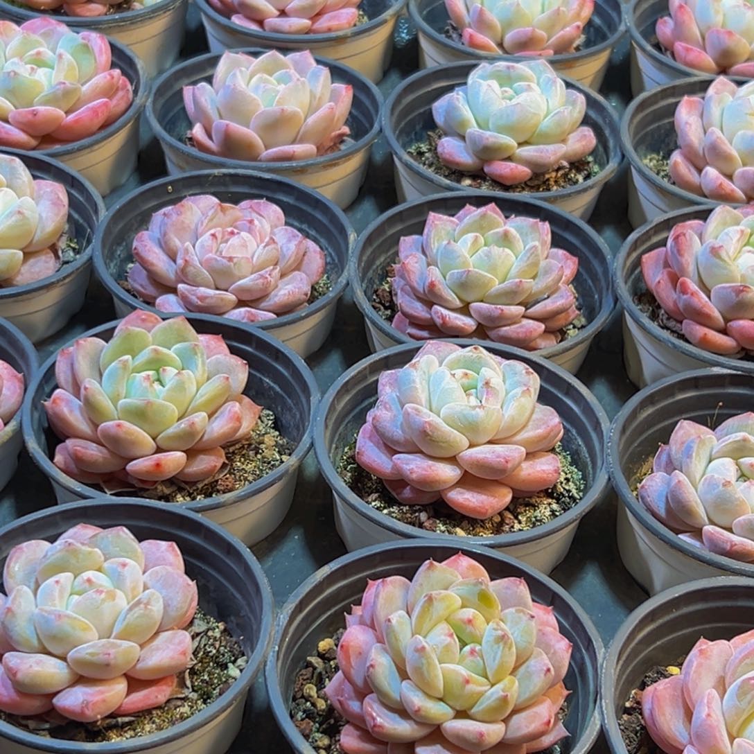 877多肉葡萄领导人物库资料显示