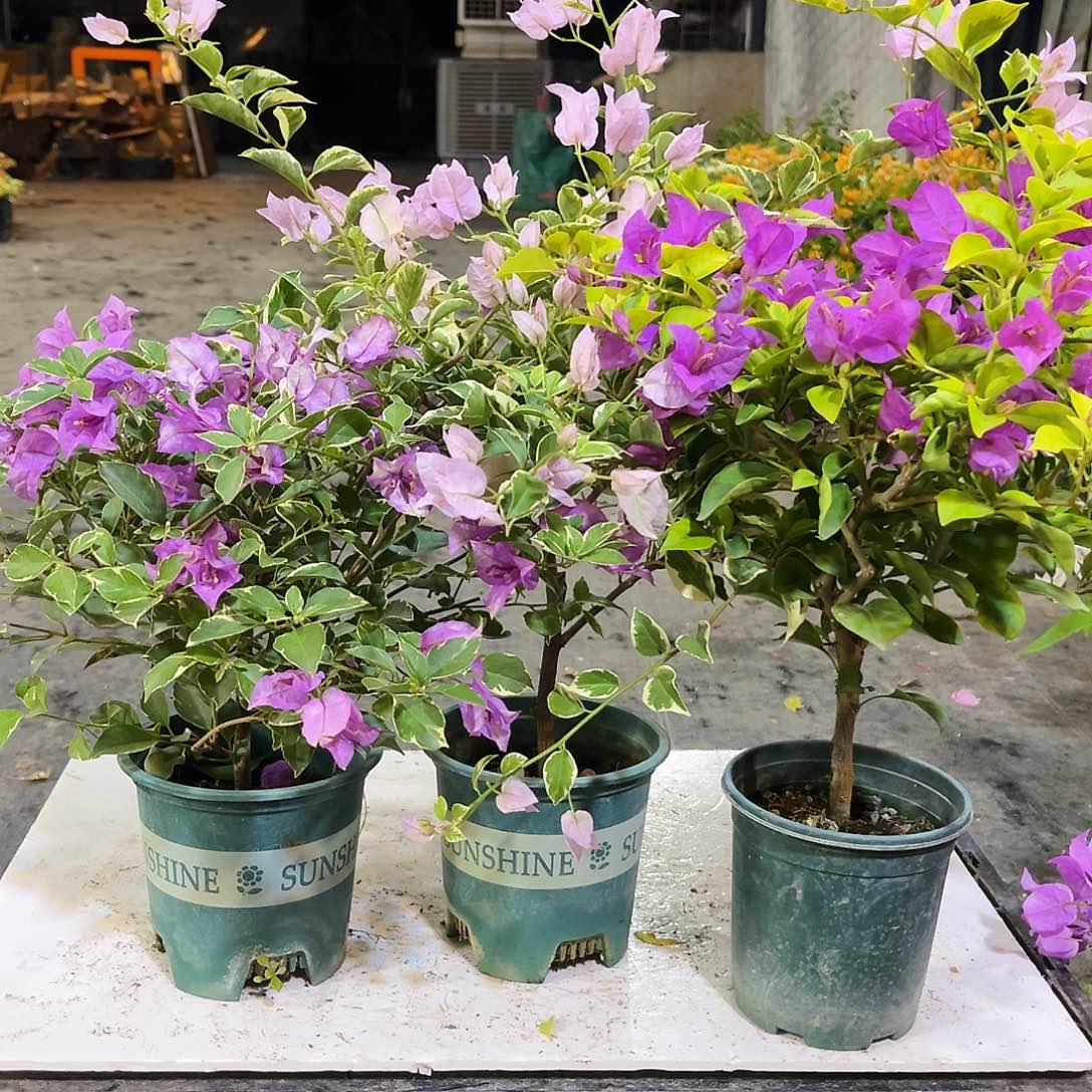 大部分花苞少量开放花叶雪紫，花叶苹果花，金钱豹