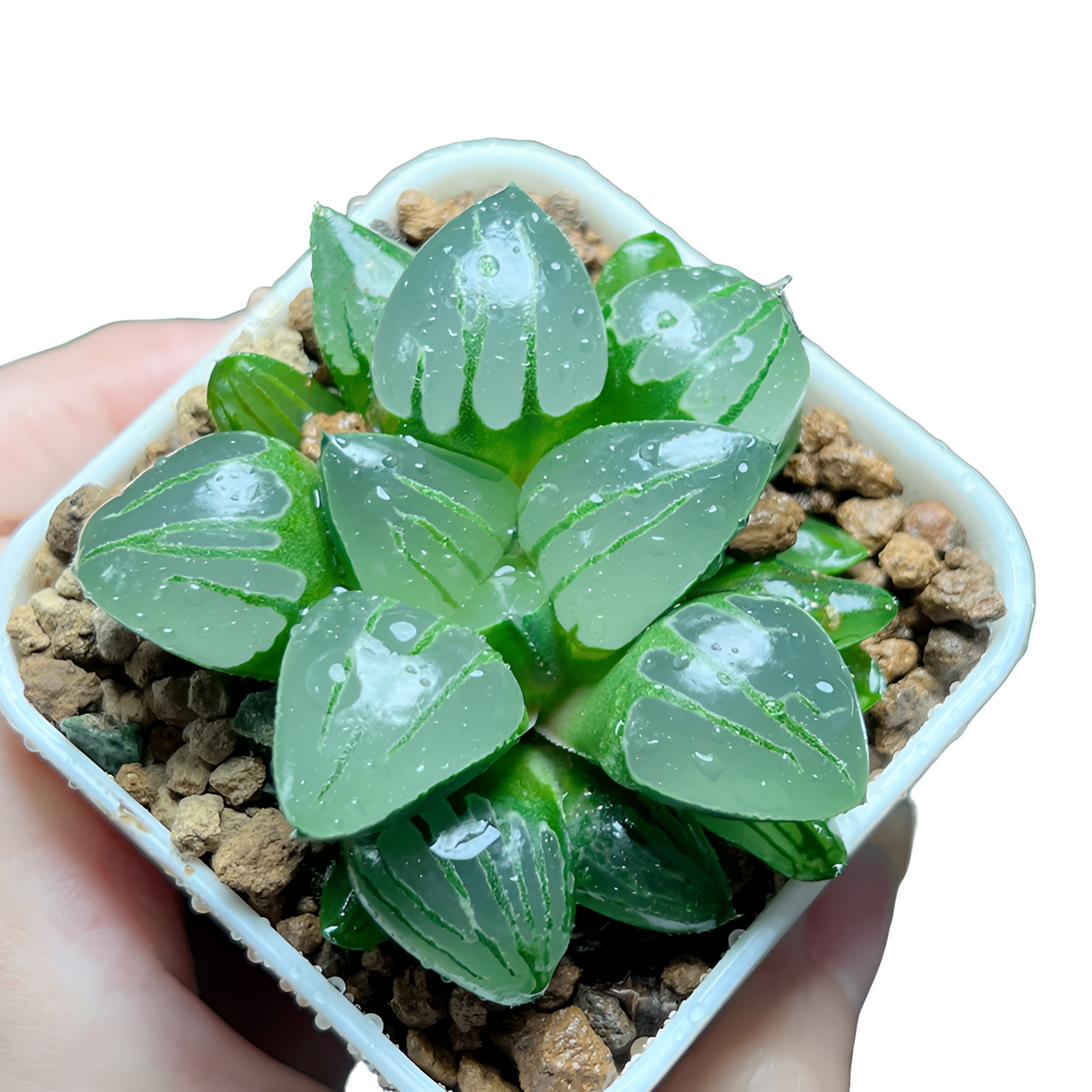 【翠虎玉露】十二卷新手好养多肉植物根系带土原盆栽培种植拍下发