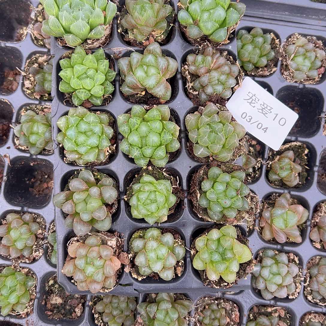 直播福利一物一拍10